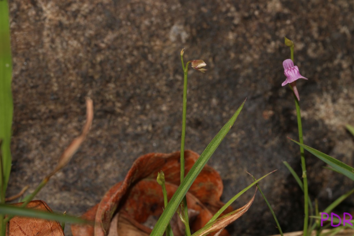 Utricularia graminifolia Vahl